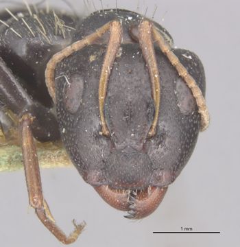 Media type: image;   Entomology 22841 Aspect: head frontal view